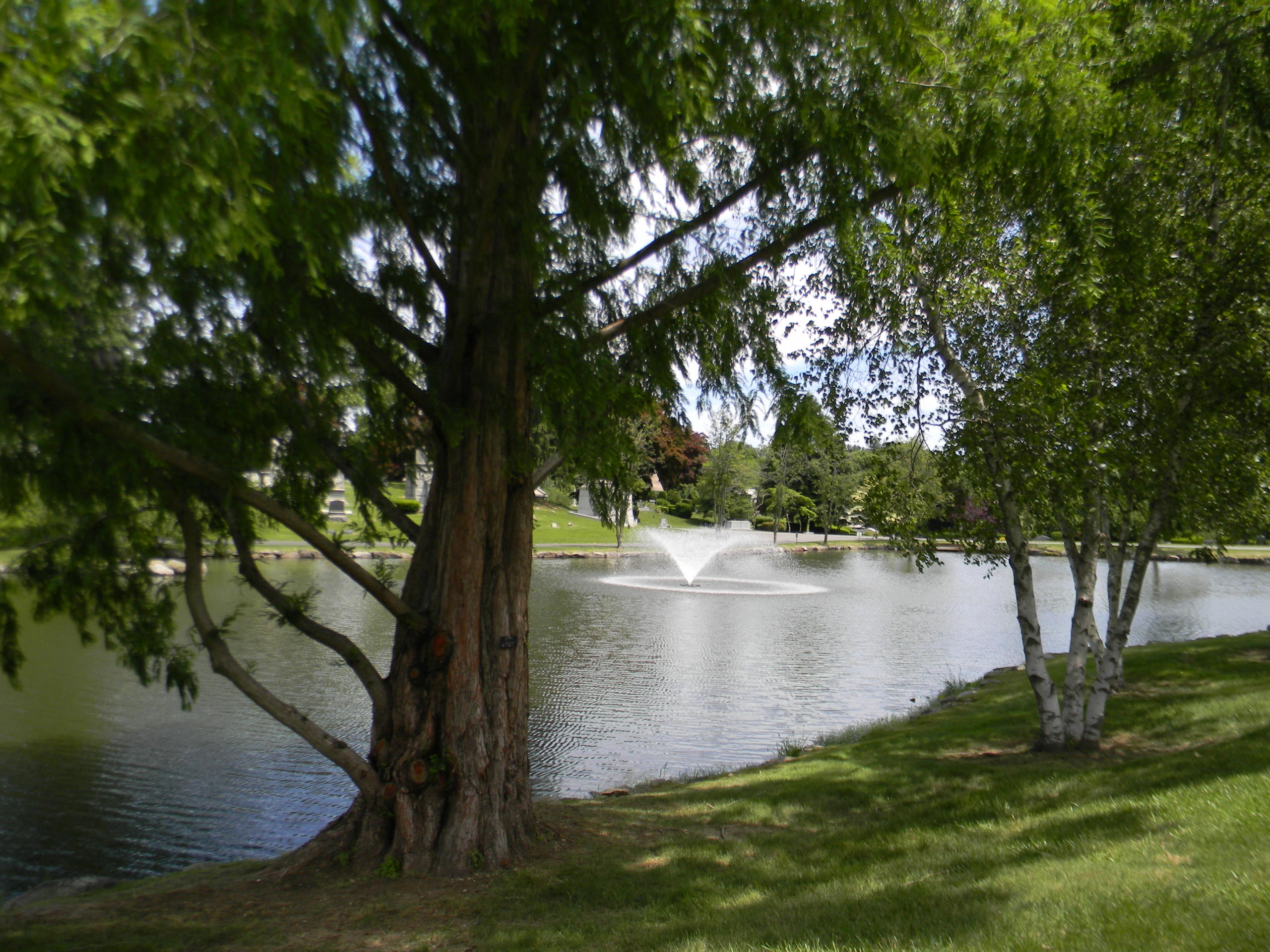 Cedar and birch trees on the edge of a pond with a fountain in the center