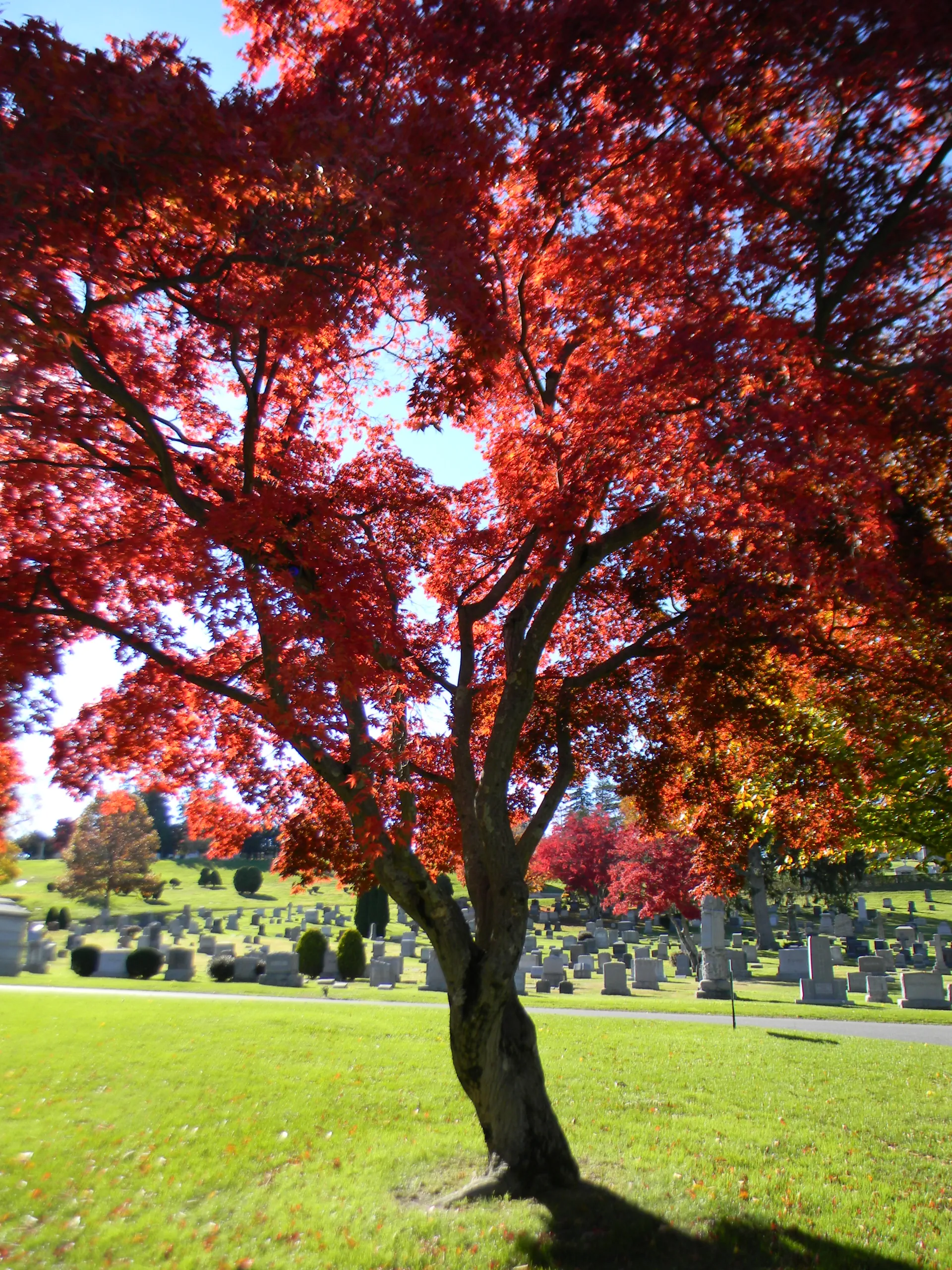 Fall tree with red leaves in the cemetery