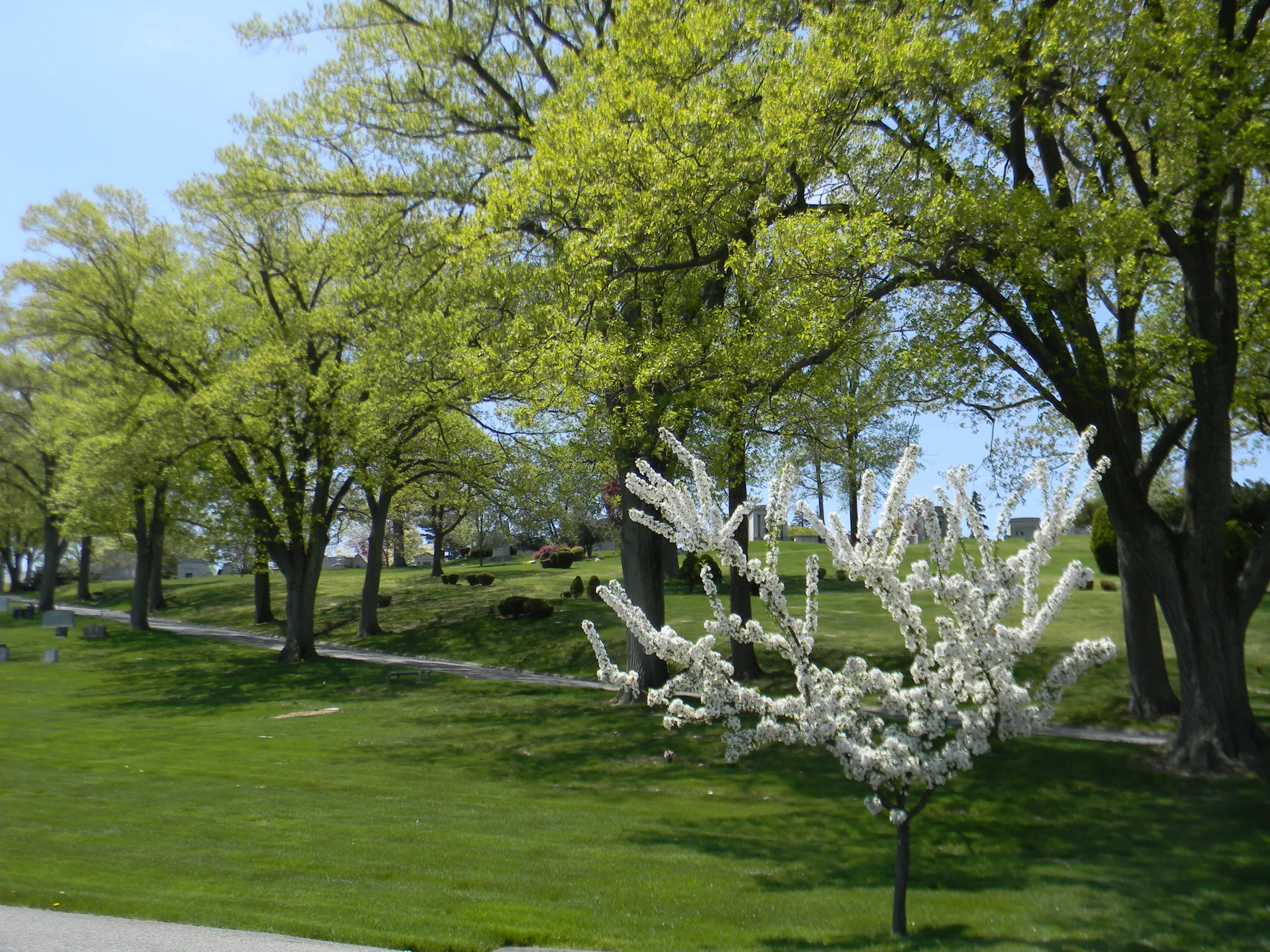 A tree with white flowers blooming in the spring, surrounded by green grass. A path lined with tall trees through the cemetery is in the background.