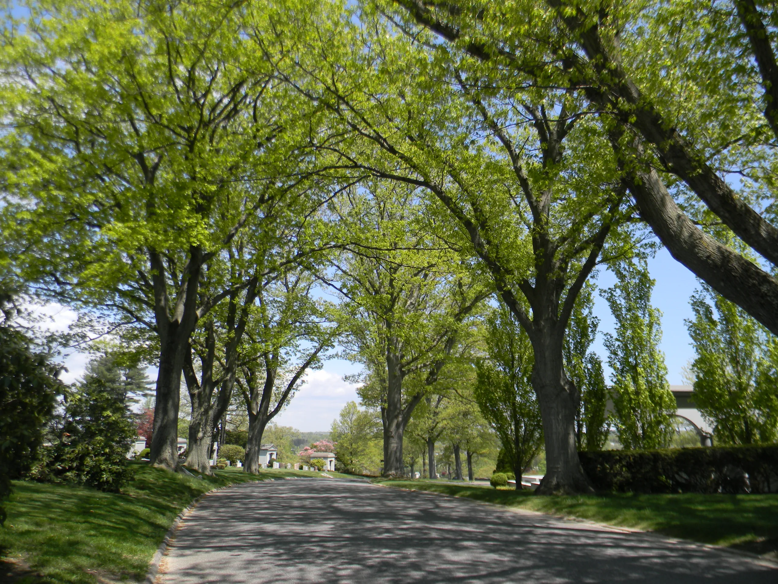 A path through the cemetery lined with trees in the spring.