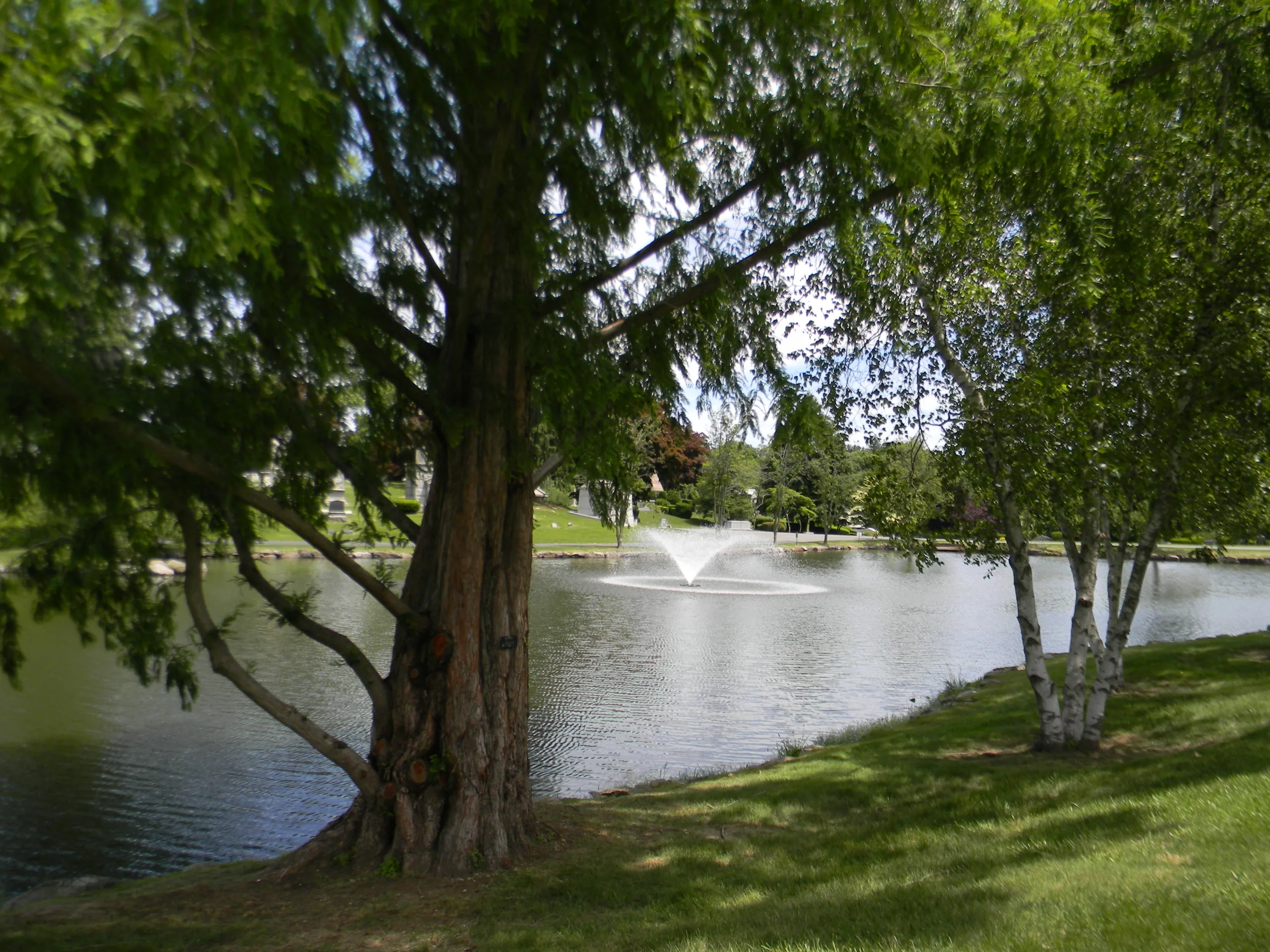 arboretum Cedar and birch trees on the edge of a pond with a fountain in the center