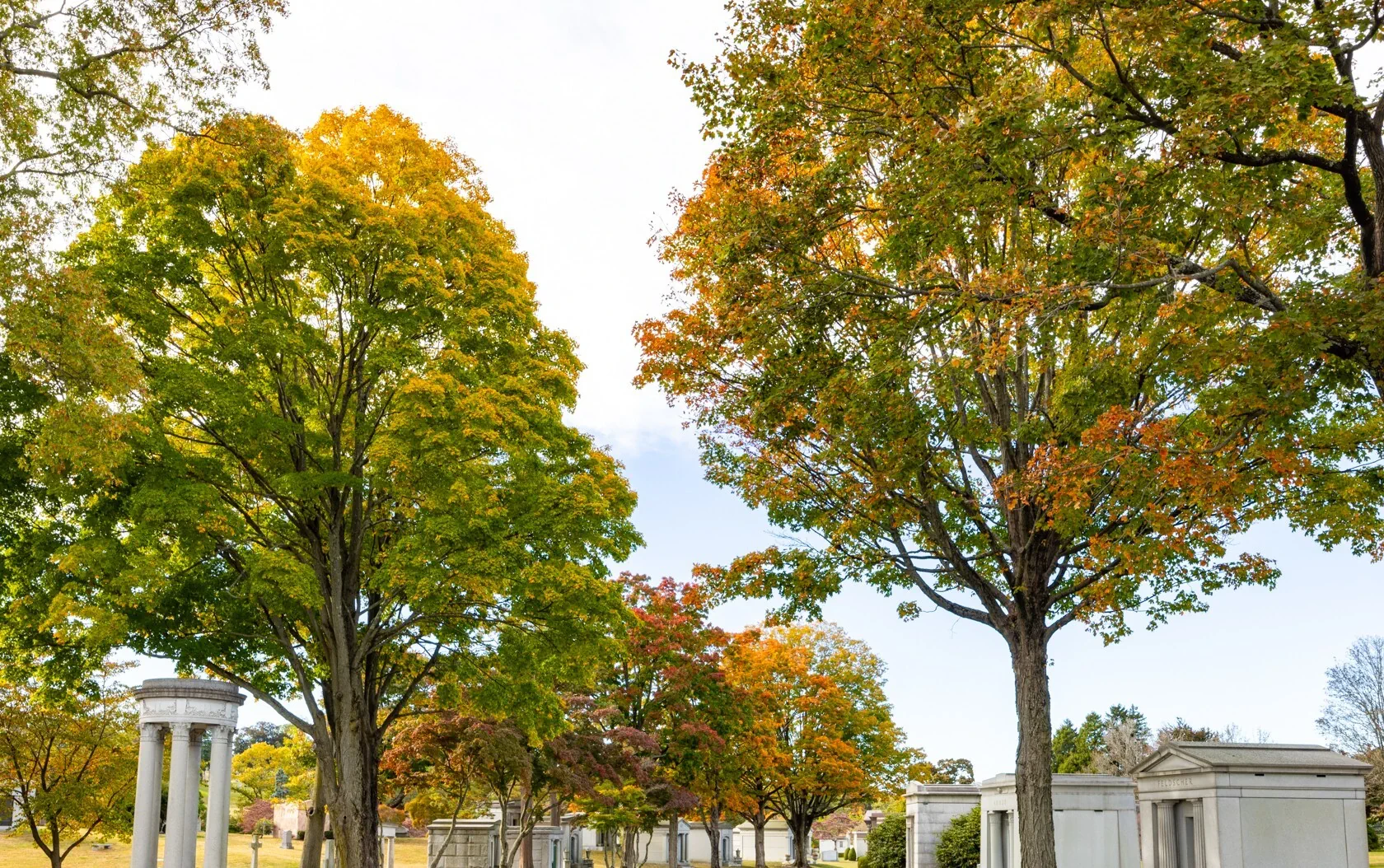 Kensico trees